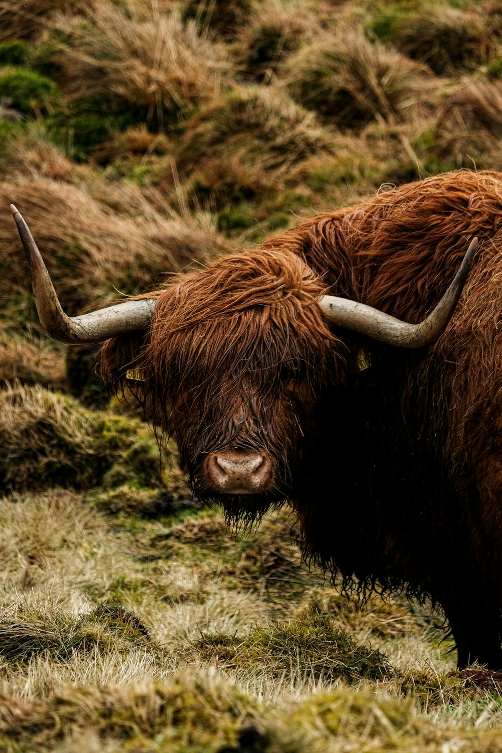 a brown bull with long horns standing in a field