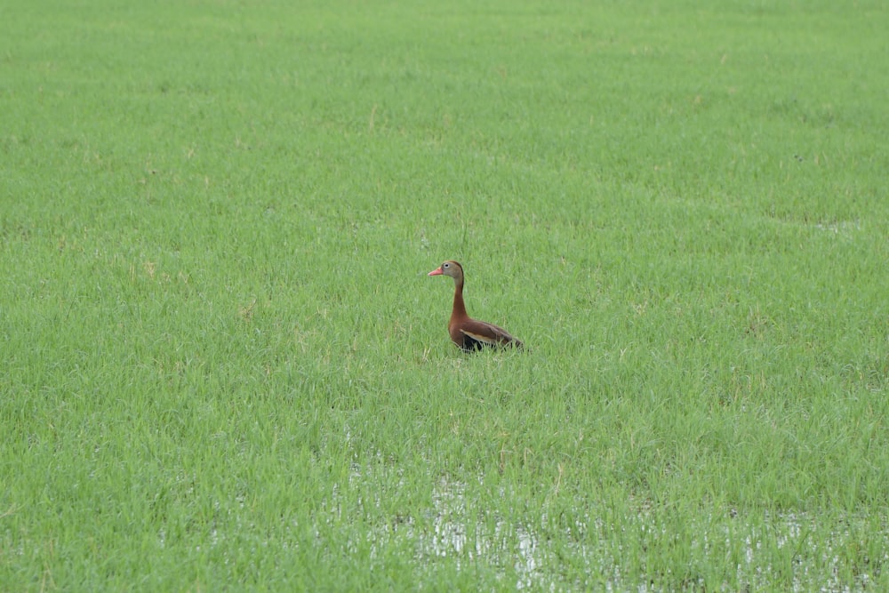 a duck standing in the middle of a field