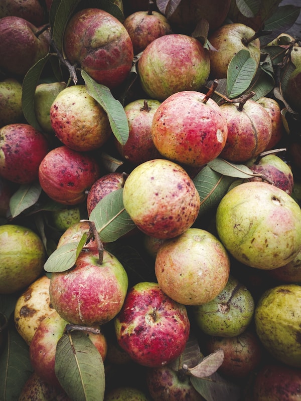 A pile of rotten apples with green leaves