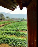 A lush green agricultural field stretches across the landscape with neatly organized rows of plants. To the right, a rusted metal structure partially frames the view, while distant hills and trees contribute to a serene background. A single white post stands among the crops.