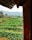 A lush green agricultural field stretches across the landscape with neatly organized rows of plants. To the right, a rusted metal structure partially frames the view, while distant hills and trees contribute to a serene background. A single white post stands among the crops.