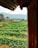 A lush green agricultural field stretches across the landscape with neatly organized rows of plants. To the right, a rusted metal structure partially frames the view, while distant hills and trees contribute to a serene background. A single white post stands among the crops.