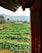A lush green agricultural field stretches across the landscape with neatly organized rows of plants. To the right, a rusted metal structure partially frames the view, while distant hills and trees contribute to a serene background. A single white post stands among the crops.