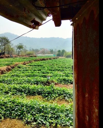 A lush green agricultural field stretches across the landscape with neatly organized rows of plants. To the right, a rusted metal structure partially frames the view, while distant hills and trees contribute to a serene background. A single white post stands among the crops.