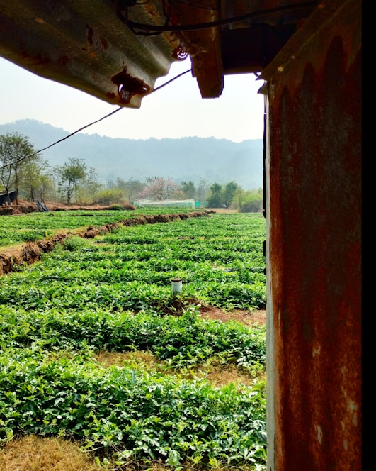 A vibrant farm field with modern technology devices and blockchain icons overlay.
