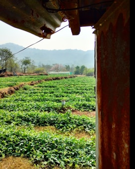 A lush green agricultural field stretches across the landscape with neatly organized rows of plants. To the right, a rusted metal structure partially frames the view, while distant hills and trees contribute to a serene background. A single white post stands among the crops.