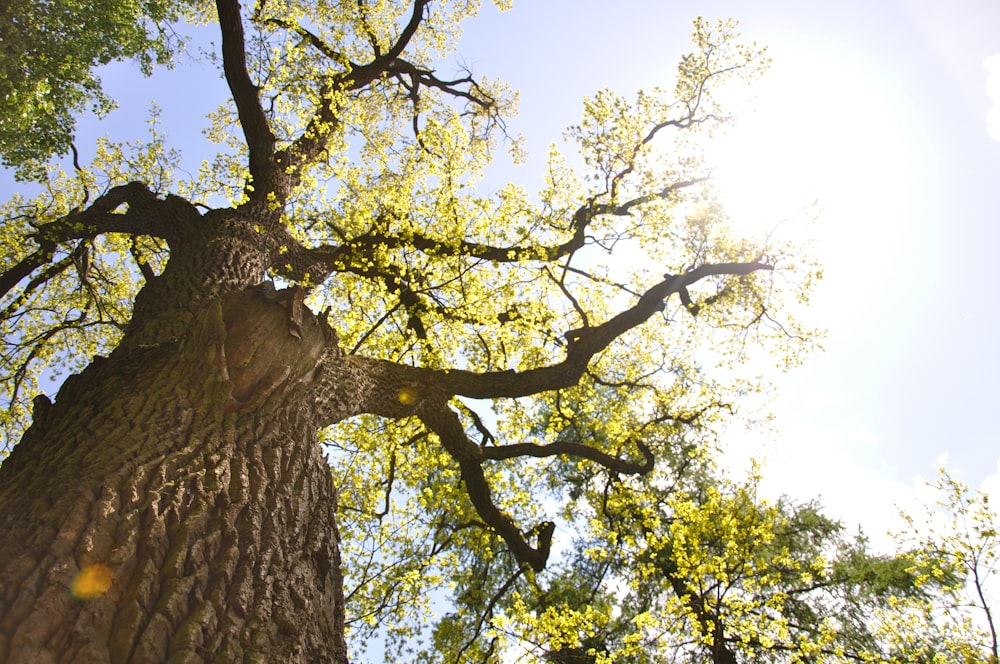 the sun shines through the branches of a tree