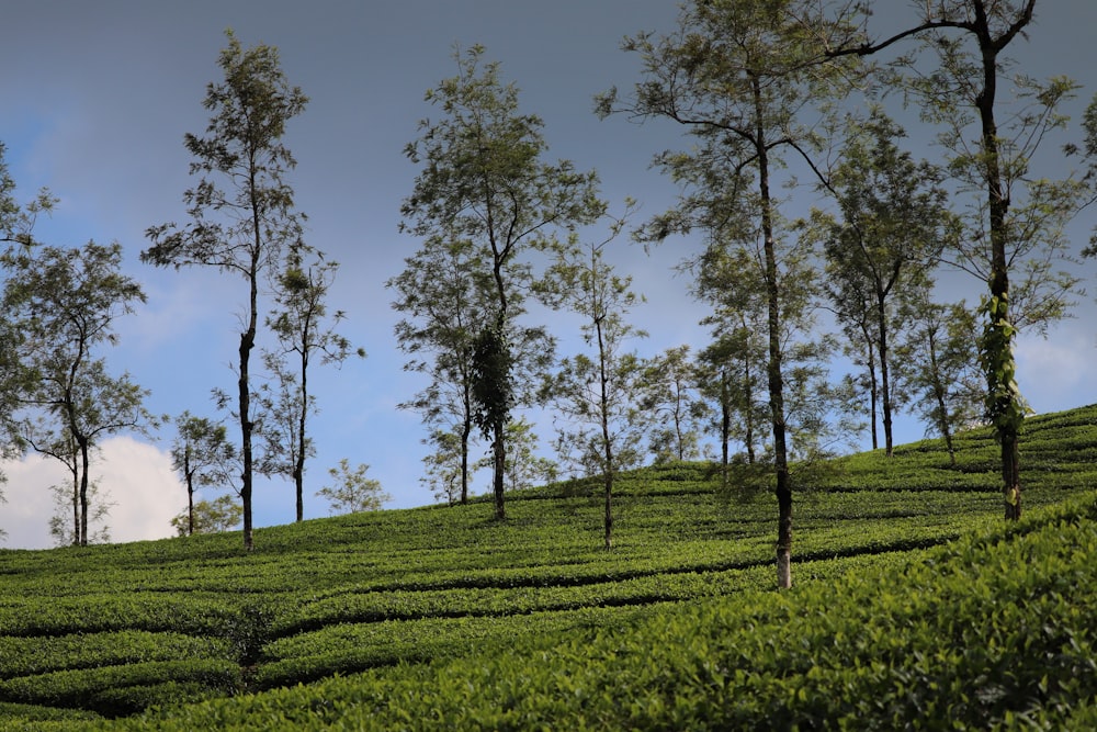 a row of trees on top of a lush green hillside