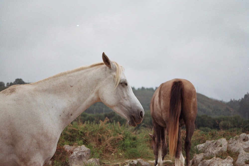 two horses standing next to each other in a field