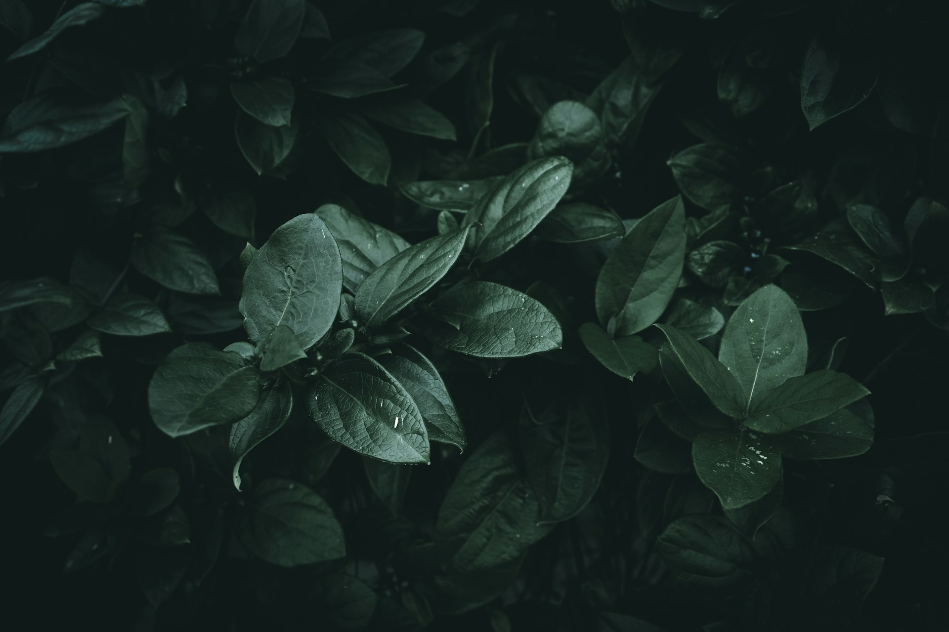 a close up of a green plant with leaves