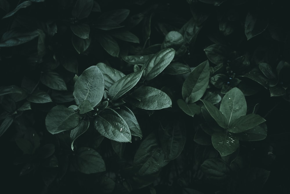 a close up of a green plant with leaves