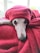 A dog with a white face and long snout is lying on a soft, red blanket. The blanket is draped over the dog's head, creating a cozy, relaxed look. The dog's large, expressive eyes give an impression of comfort and contentment.