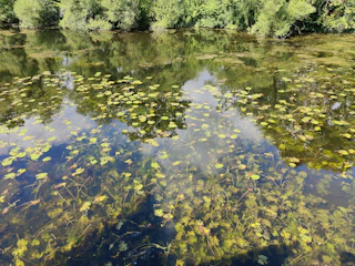 A freshly installed pond liner smoothly covering an irregularly shaped pond