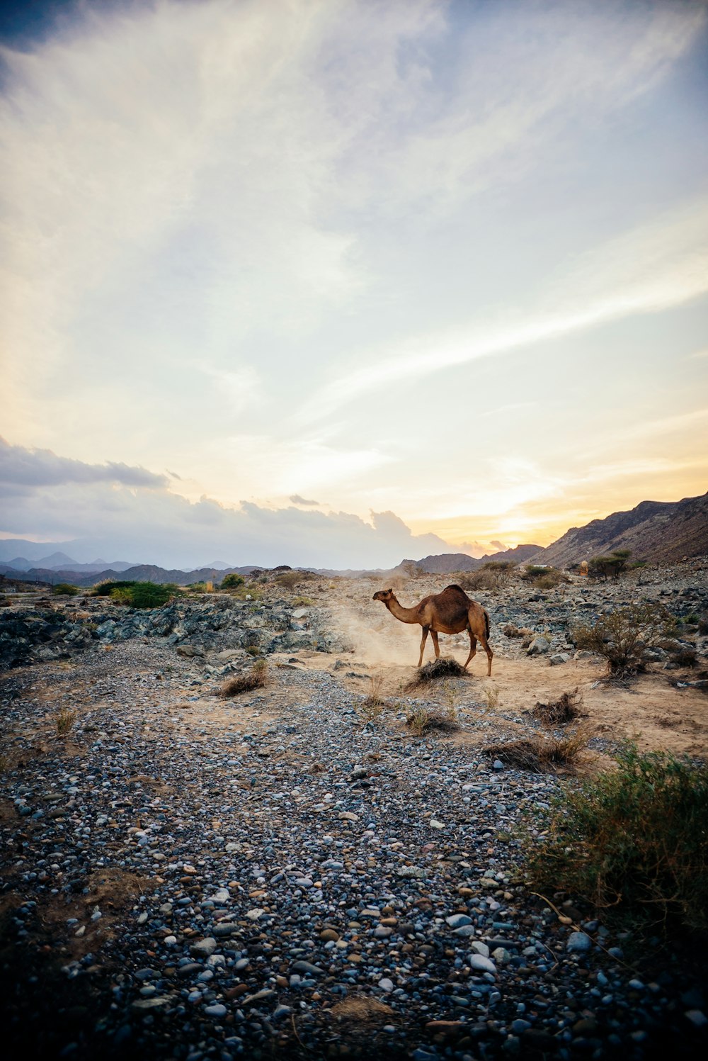 a camel is standing in the middle of the desert