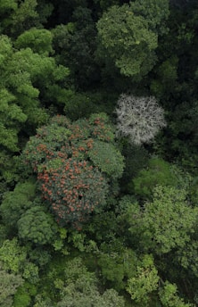 Aerial view of a lush, verdant forest with a diverse range of tree species. The vibrant greenery is interspersed with a tree featuring bright red flowers and another tree standing out with its bare, pale branches.