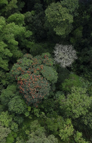 Aerial view of a lush, verdant forest with a diverse range of tree species. The vibrant greenery is interspersed with a tree featuring bright red flowers and another tree standing out with its bare, pale branches.