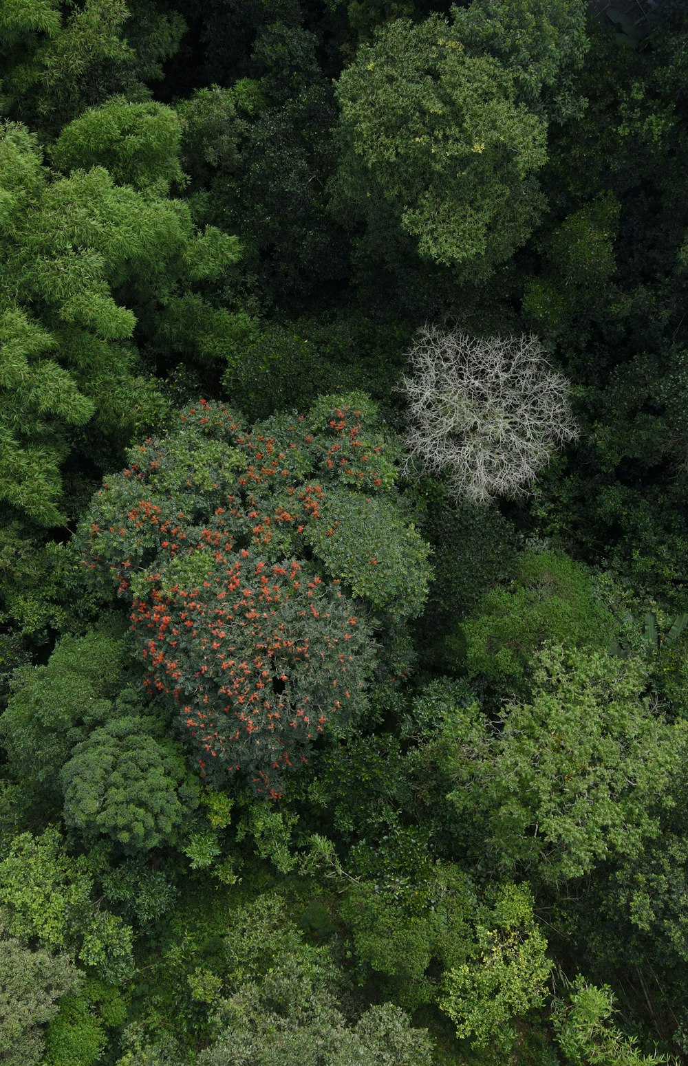 an aerial view of a forest with lots of trees