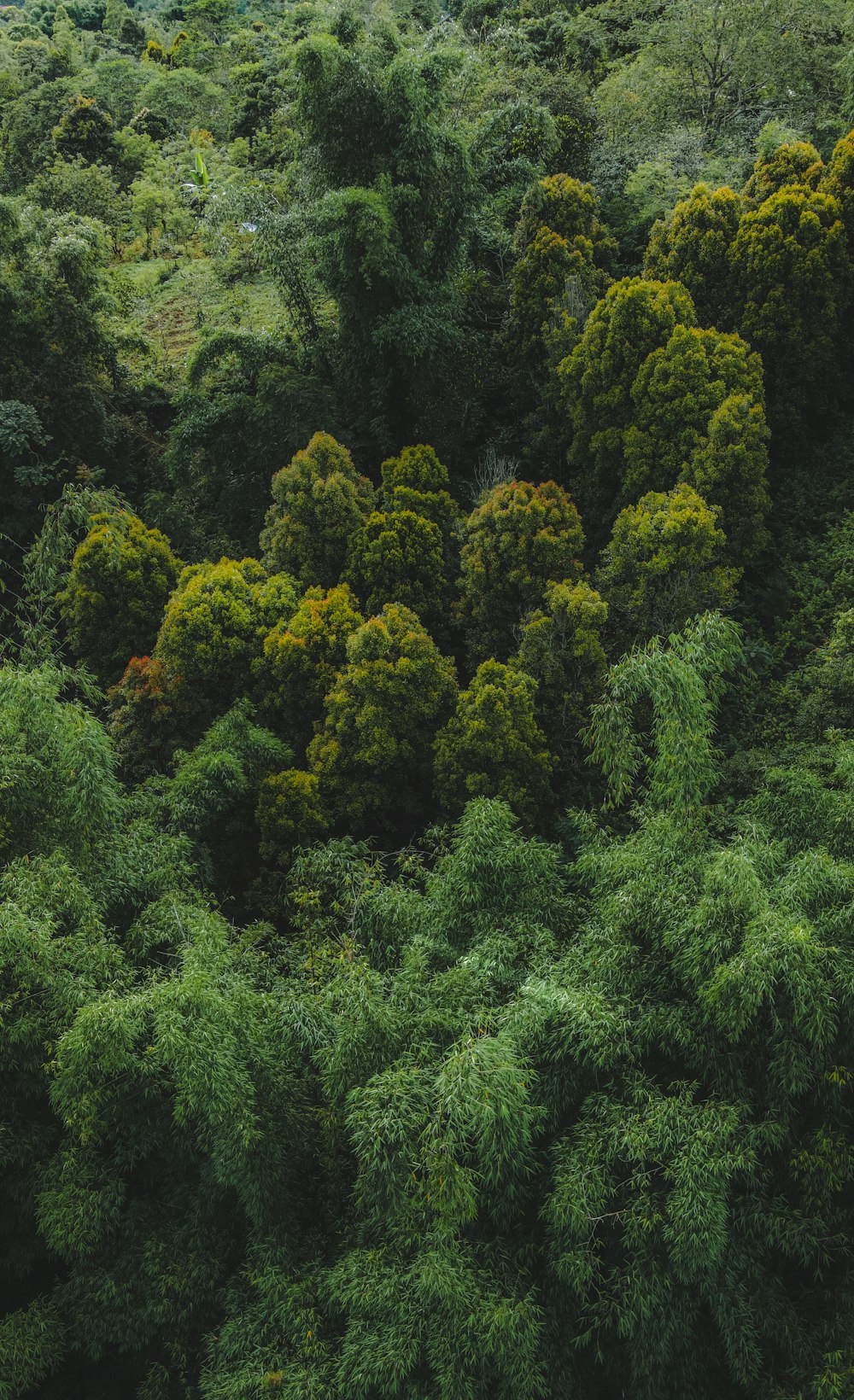 a lush green forest filled with lots of trees