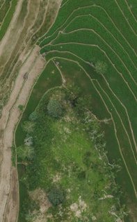 Aerial view of rice terraces with lush green vegetation and intricate pathways. The terraces have distinct steps, creating a pattern across the landscape. Some areas appear more densely vegetated with trees and shrubs.