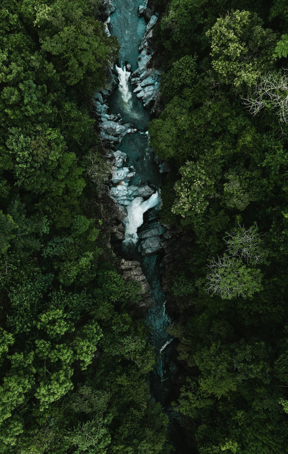 a river flowing through a lush green forest