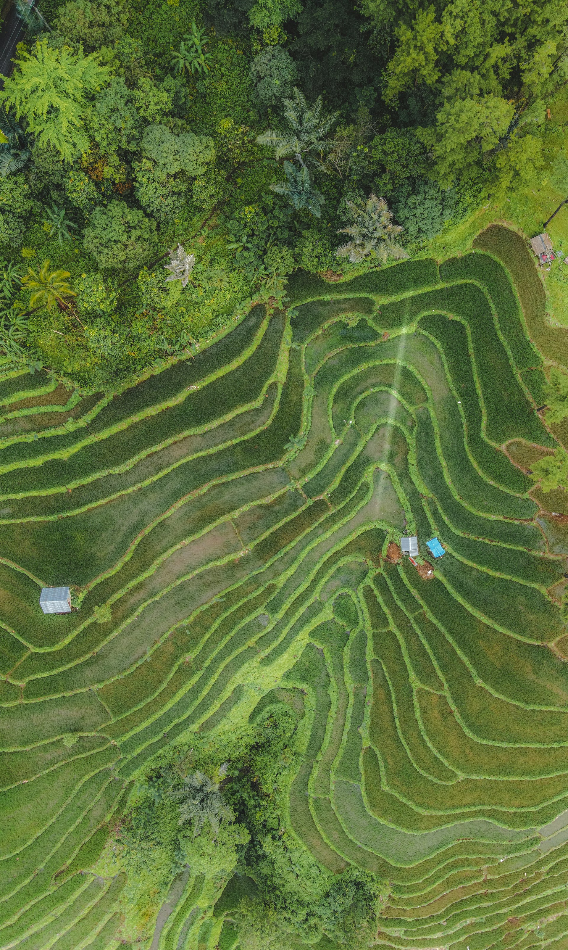 an aerial view of a lush green field