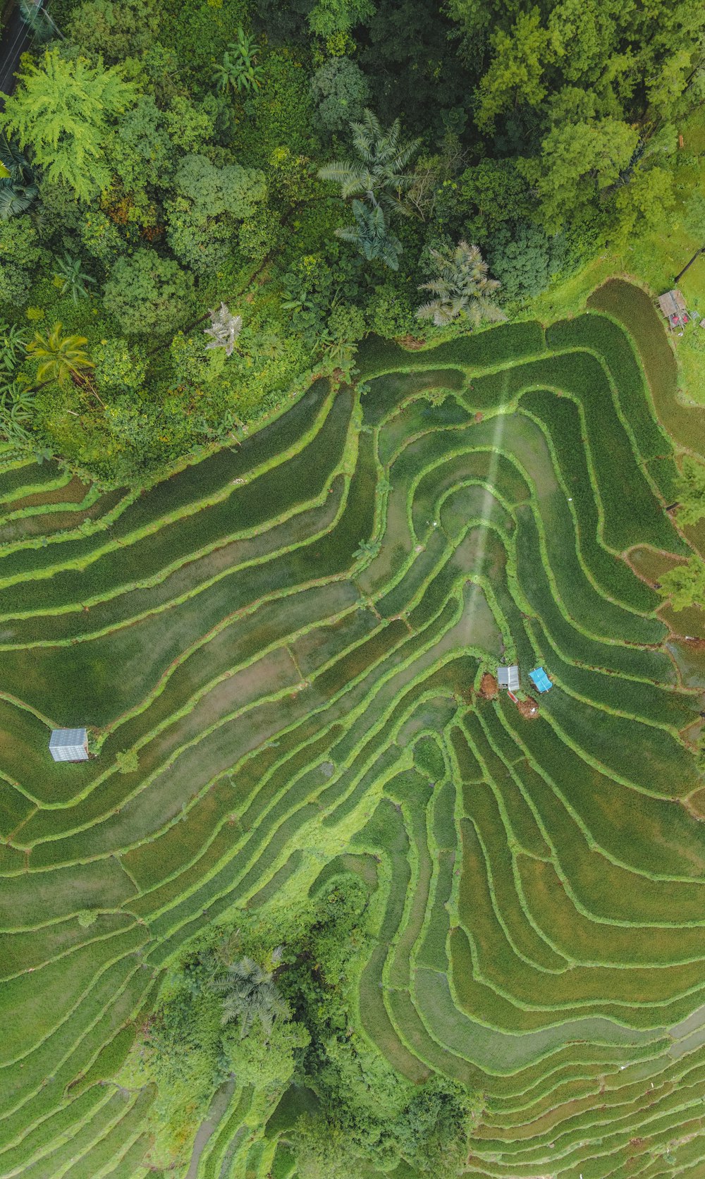 an aerial view of a lush green field