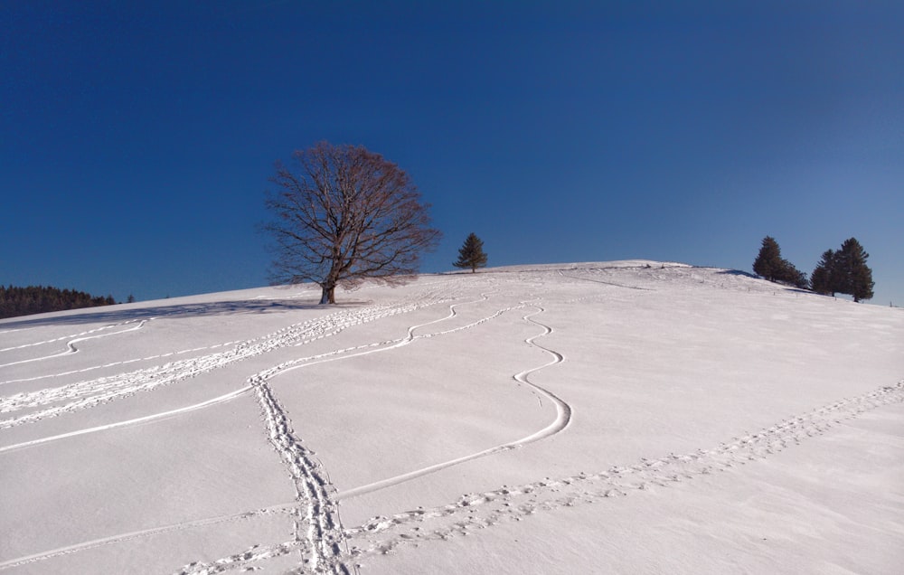 a lone tree on a snowy hill with tracks in the snow