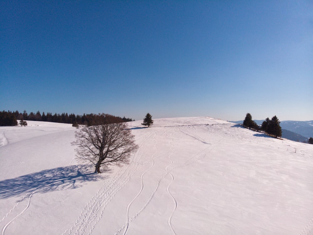 a lone tree in the middle of a snowy field