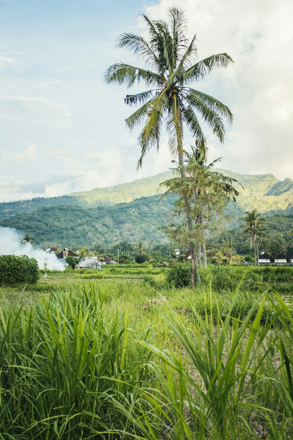 a palm tree in the middle of a lush green field