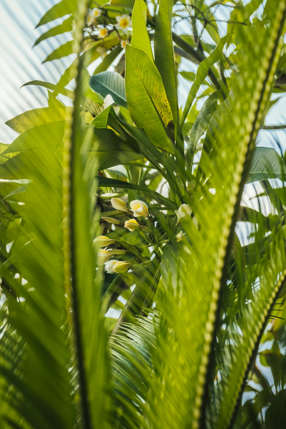 a close up of a plant with lots of leaves