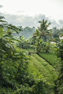A beautiful landscape of Yogyakarta showcasing its natural beauty.