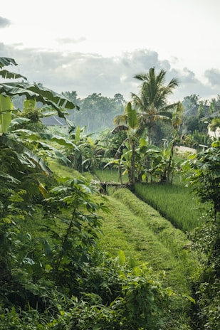 A beautiful landscape of strategic land in Bogor.