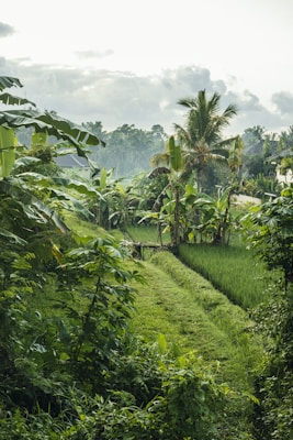 A lush green landscape featuring a variety of tropical plants and palm trees, with neatly maintained grassy paths and vibrant rice paddies. The background includes dense foliage and a slightly overcast sky.