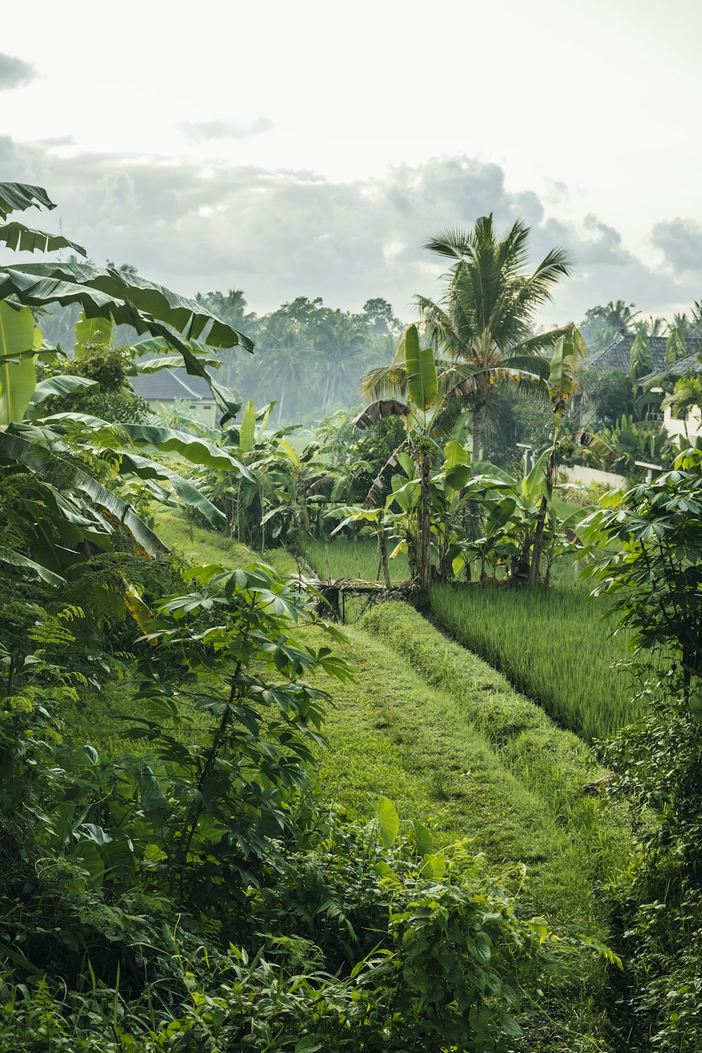 a lush green field surrounded by trees and bushes