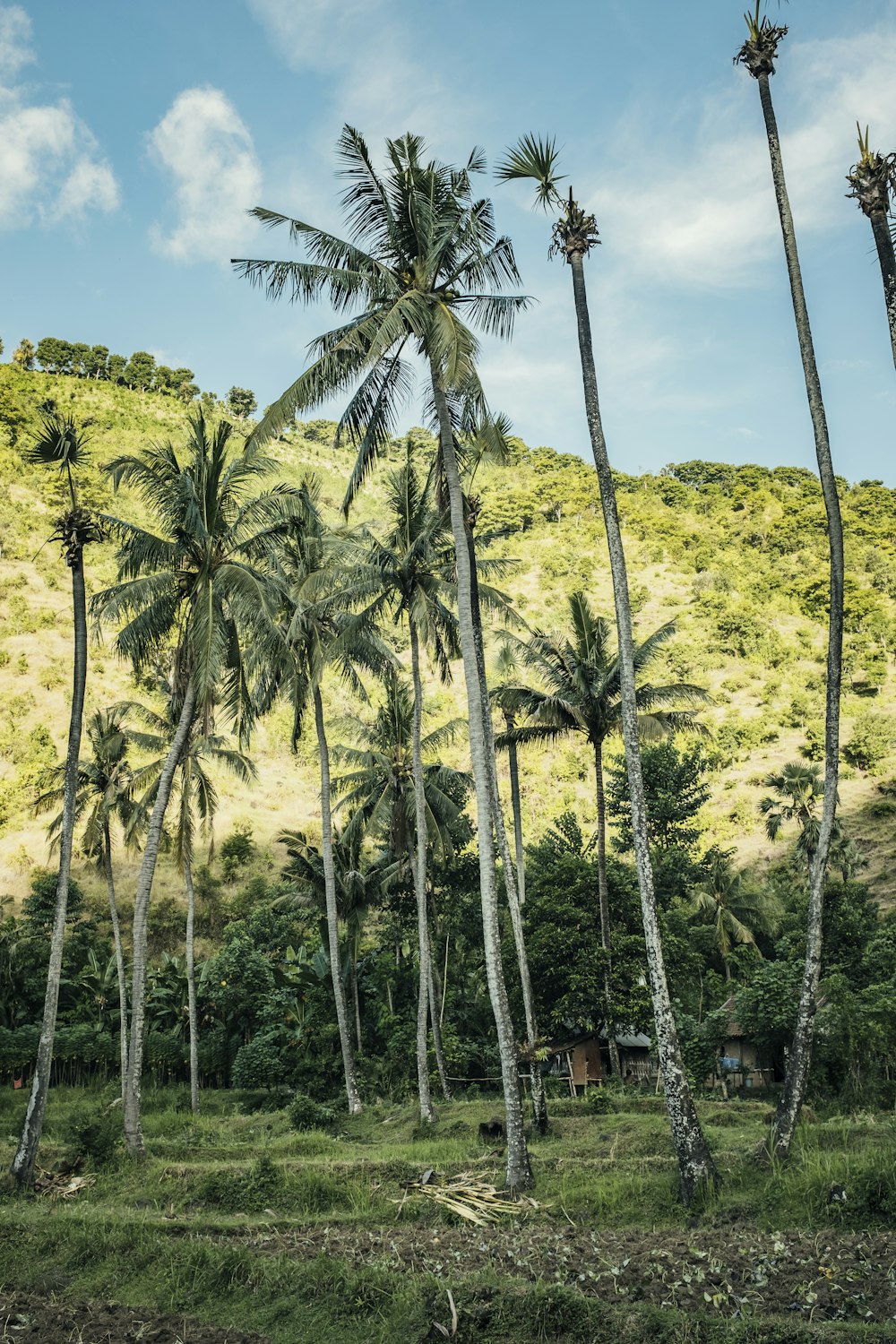 a group of palm trees on a grassy hill