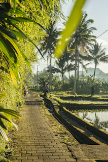 A serene morning scene of a couple walking hand-in-hand along a lush rice terrace near Ubud.