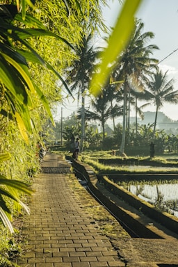 A peaceful village pathway leading to bungalow sites surrounded by lush greenery in Konkan