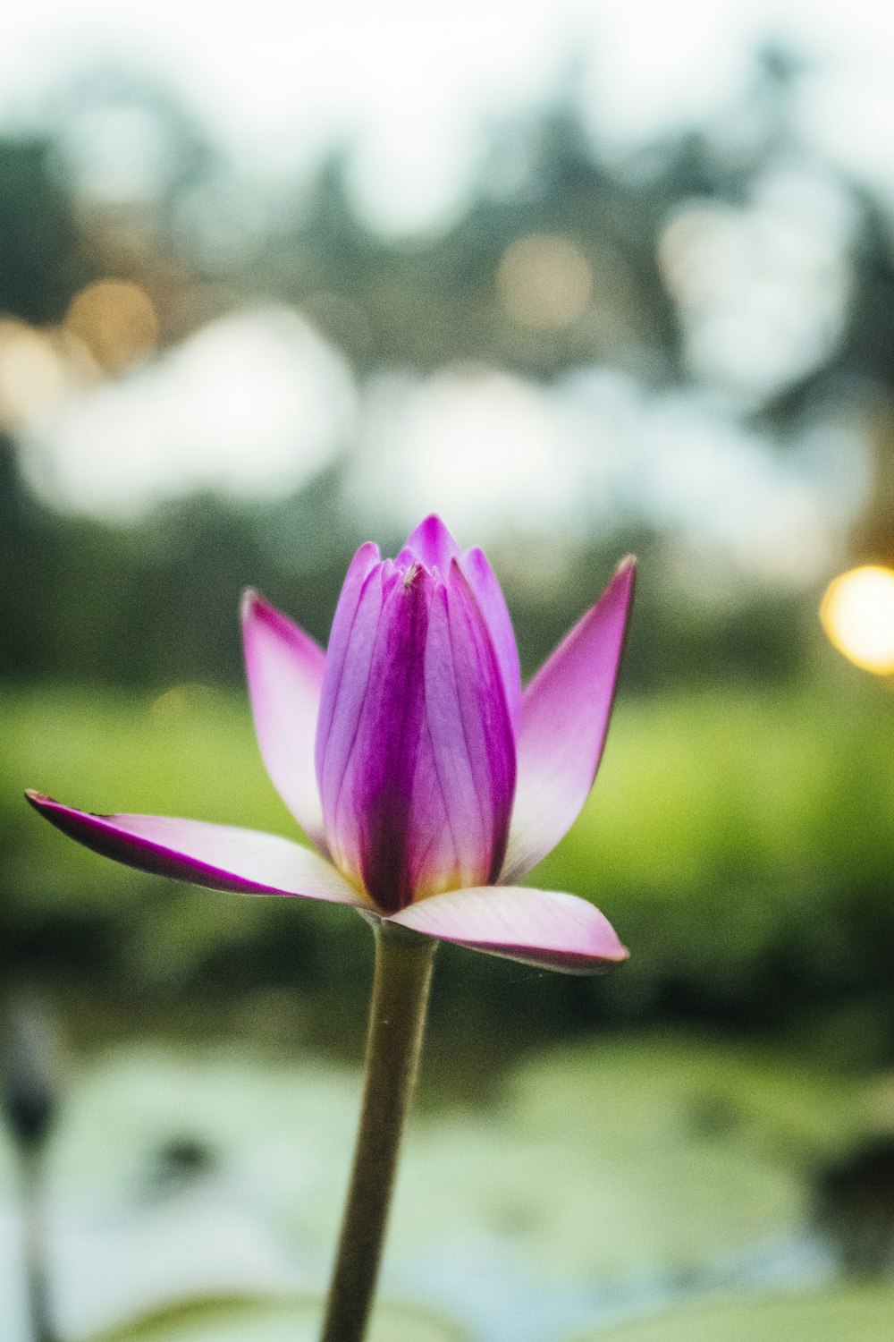 a purple flower with a blurry background