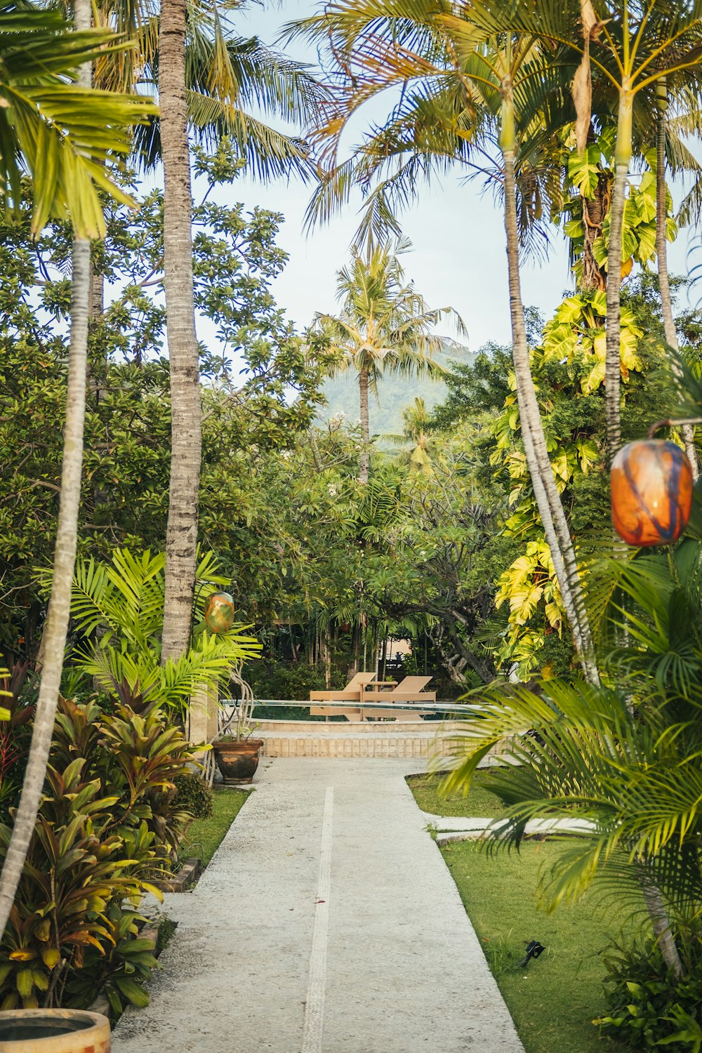 a pathway through a tropical garden with palm trees