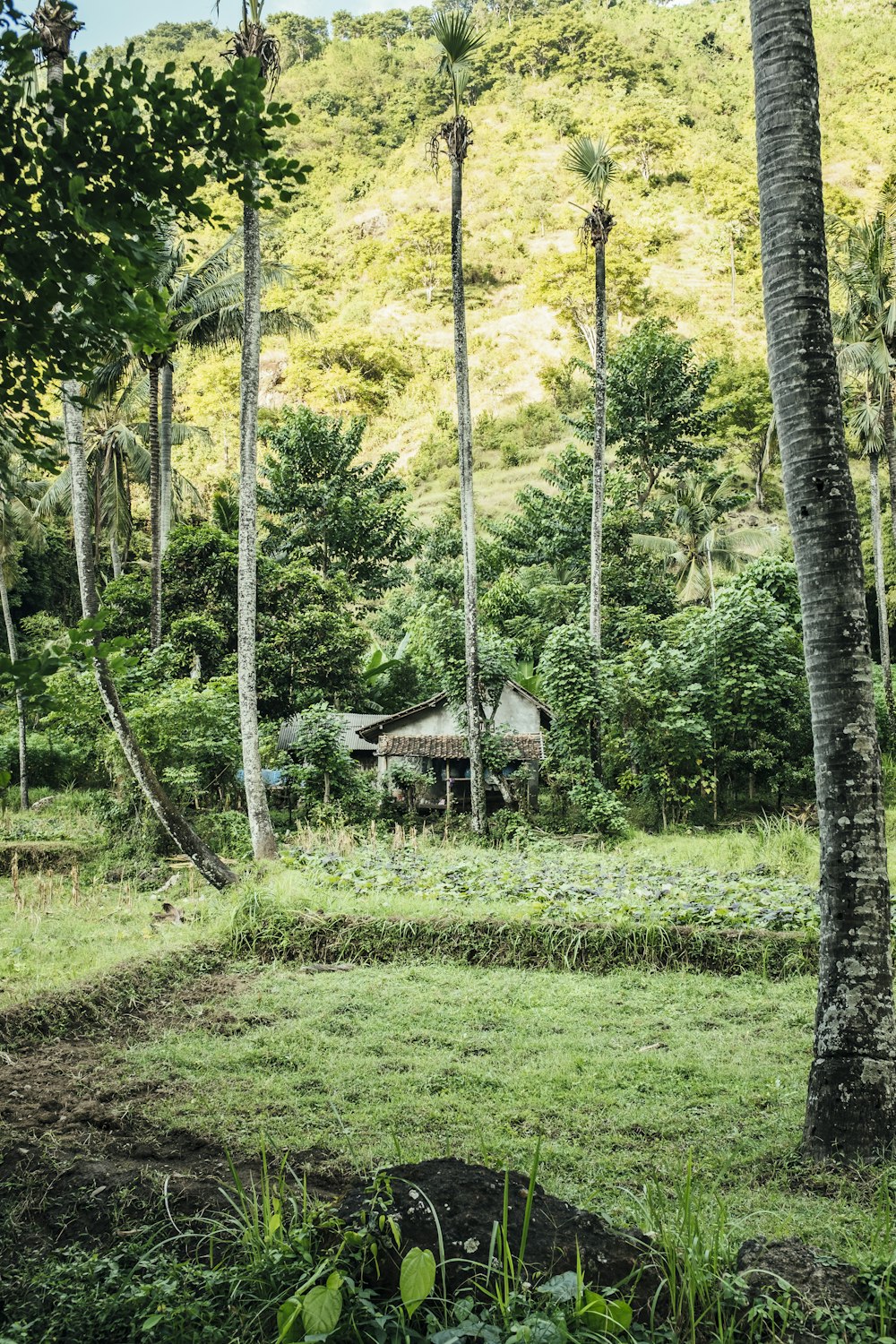 a house in the middle of a lush green forest