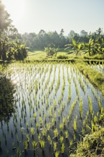 a large field of grass with water in it