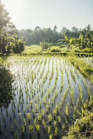 a large field of grass with water in it