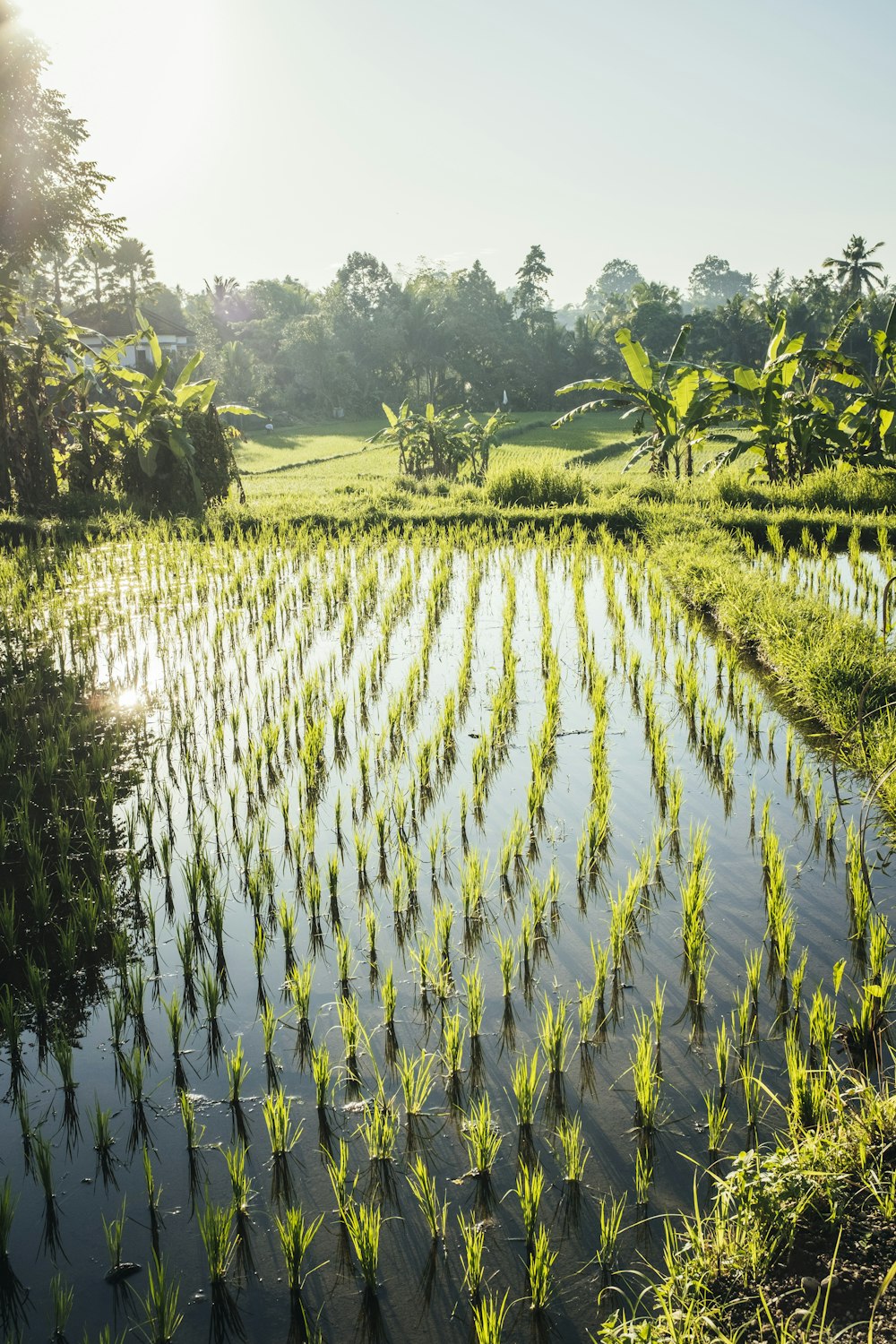 um grande campo de grama com água nele