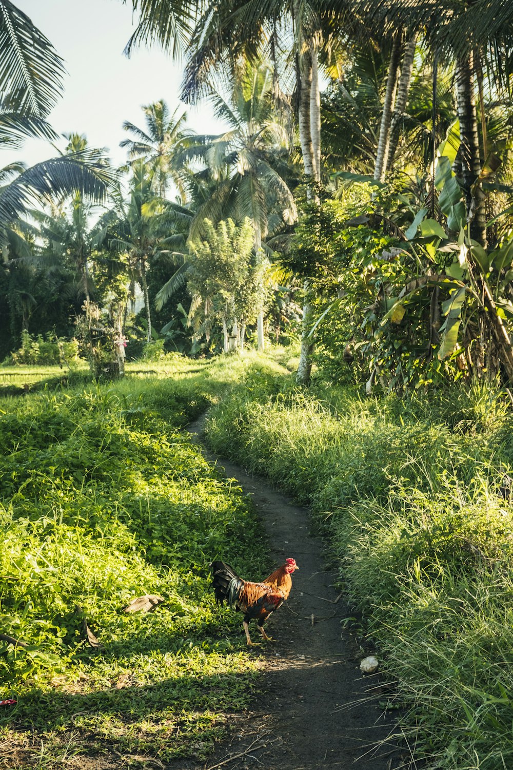 a rooster walking down a dirt path in the jungle