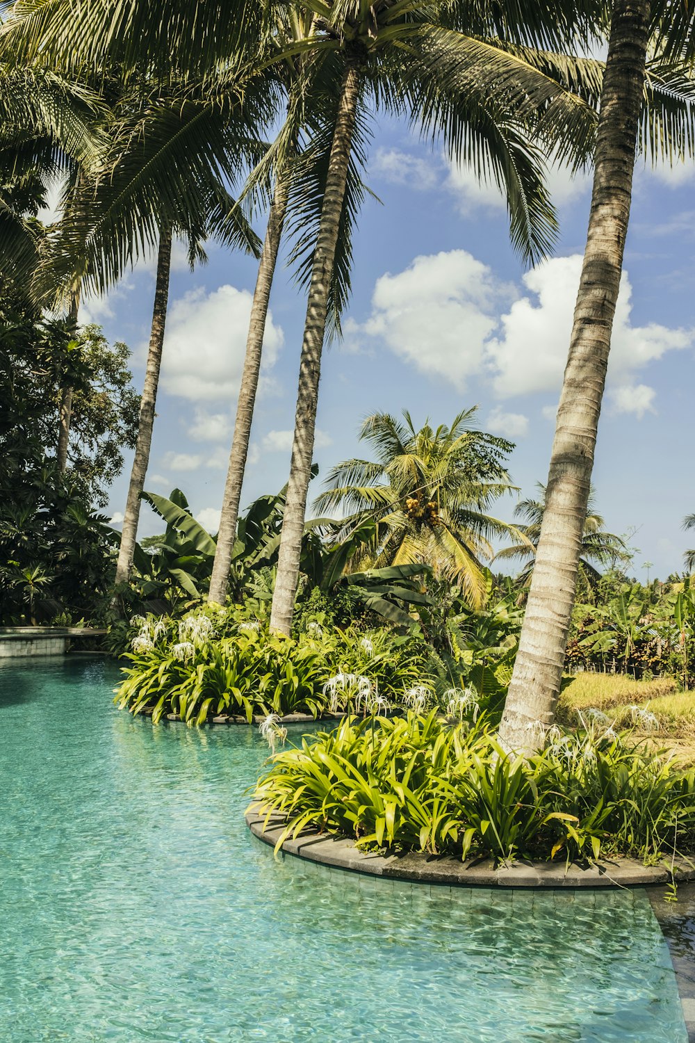 a pool surrounded by palm trees in a tropical setting