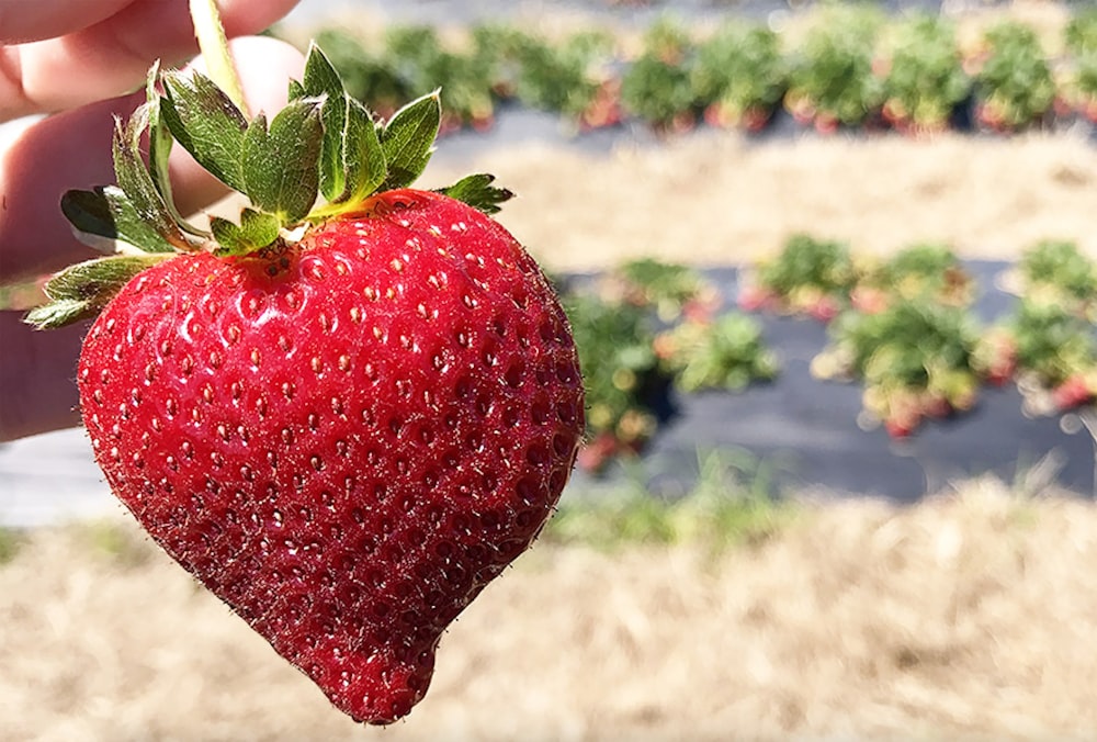 a person holding a strawberry in their hand