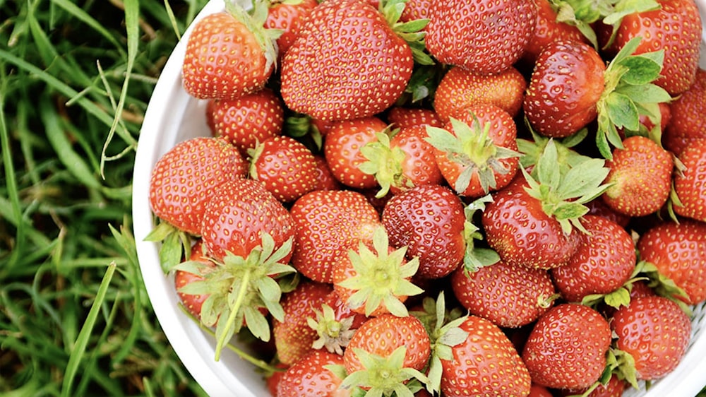 a white bowl filled with lots of ripe strawberries