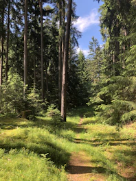 A serene forest path in Belarus with sunlight filtering through tall trees and lush greenery.