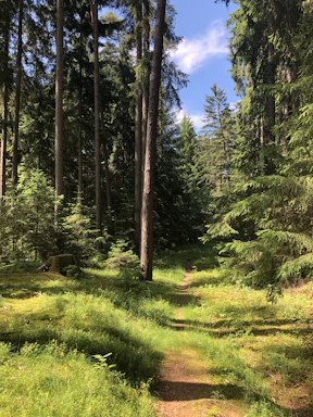 A serene forest path in Belarus with sunlight filtering through tall trees and lush greenery.