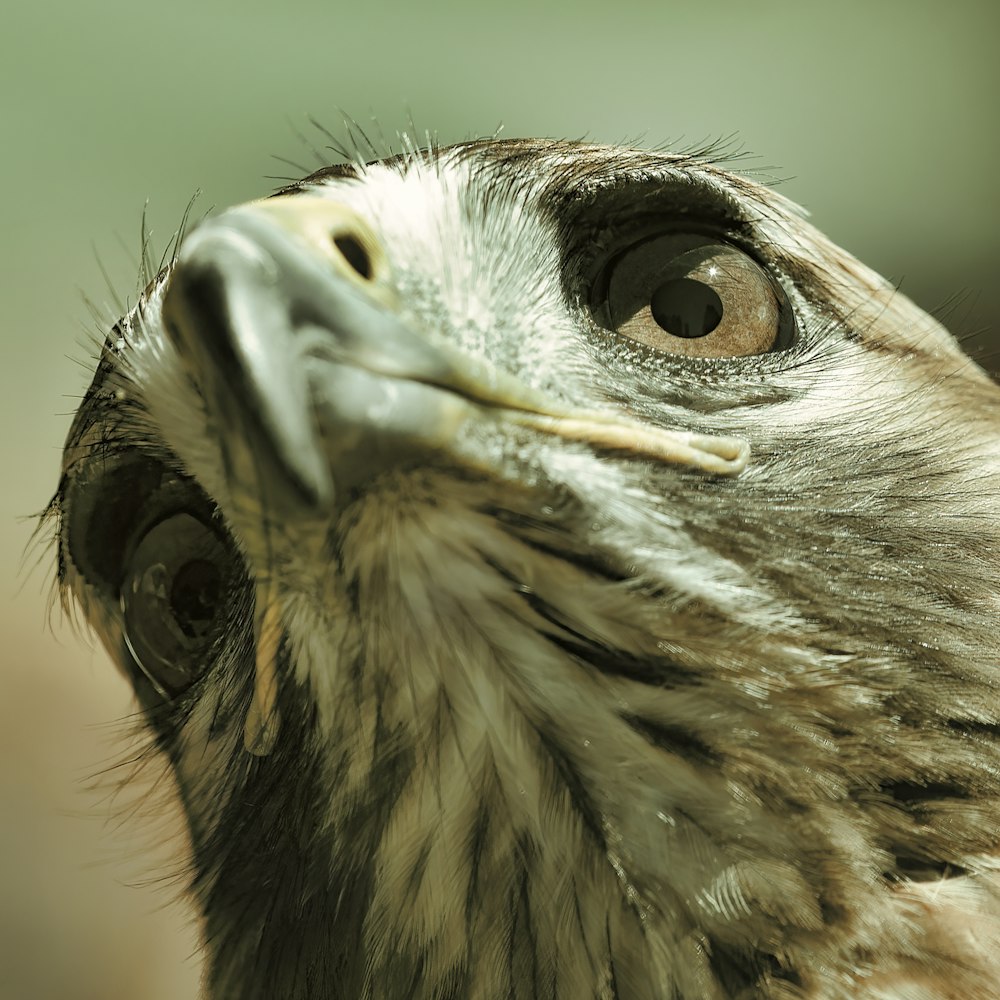 a close up of a bird's face with a blurry background